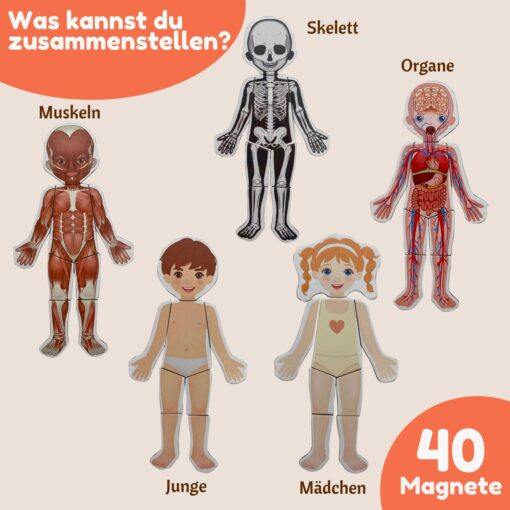 Magnetisches Lernspiel über den menschlichen Körper für Kinder ab 3 Jahren – Bild 7