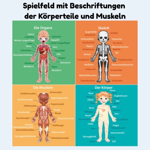 Magnetisches Lernspiel über den menschlichen Körper für Kinder ab 3 Jahren – Bild 2